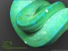 Baumpython High Yellow Blue Line  - 